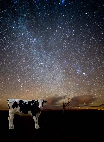 Milky way cow