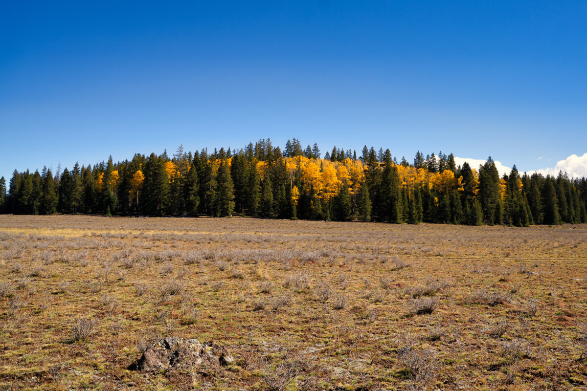 Pando, the Largest and Oldest Living Organism on Earth